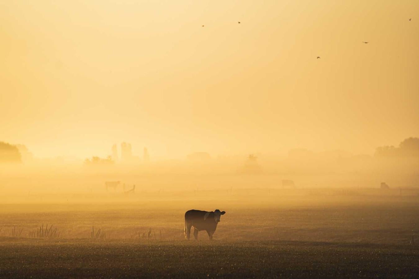 Una vaca en la niebla en Groninga, Países Bajos 