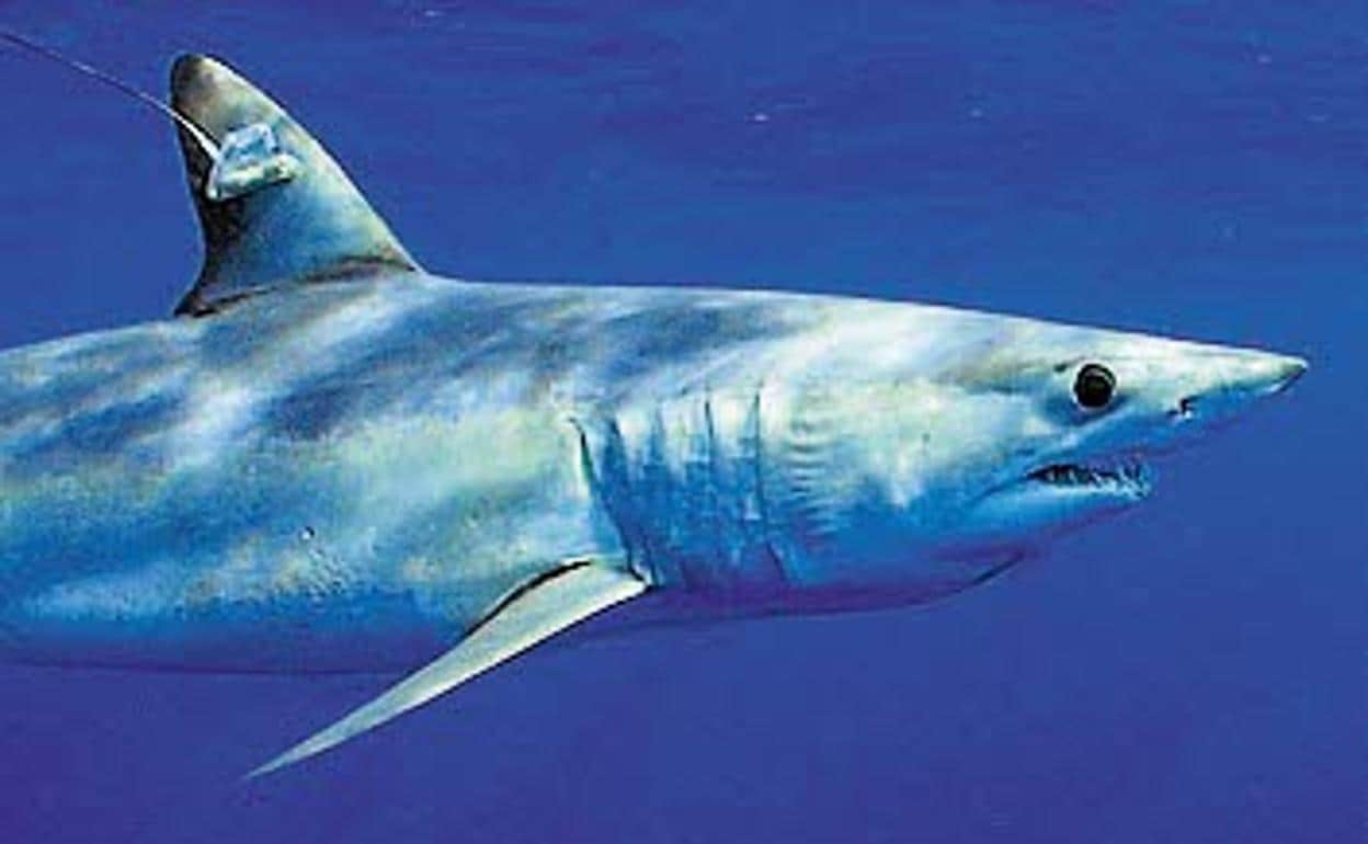 Un tiburón mako nada en el océano.