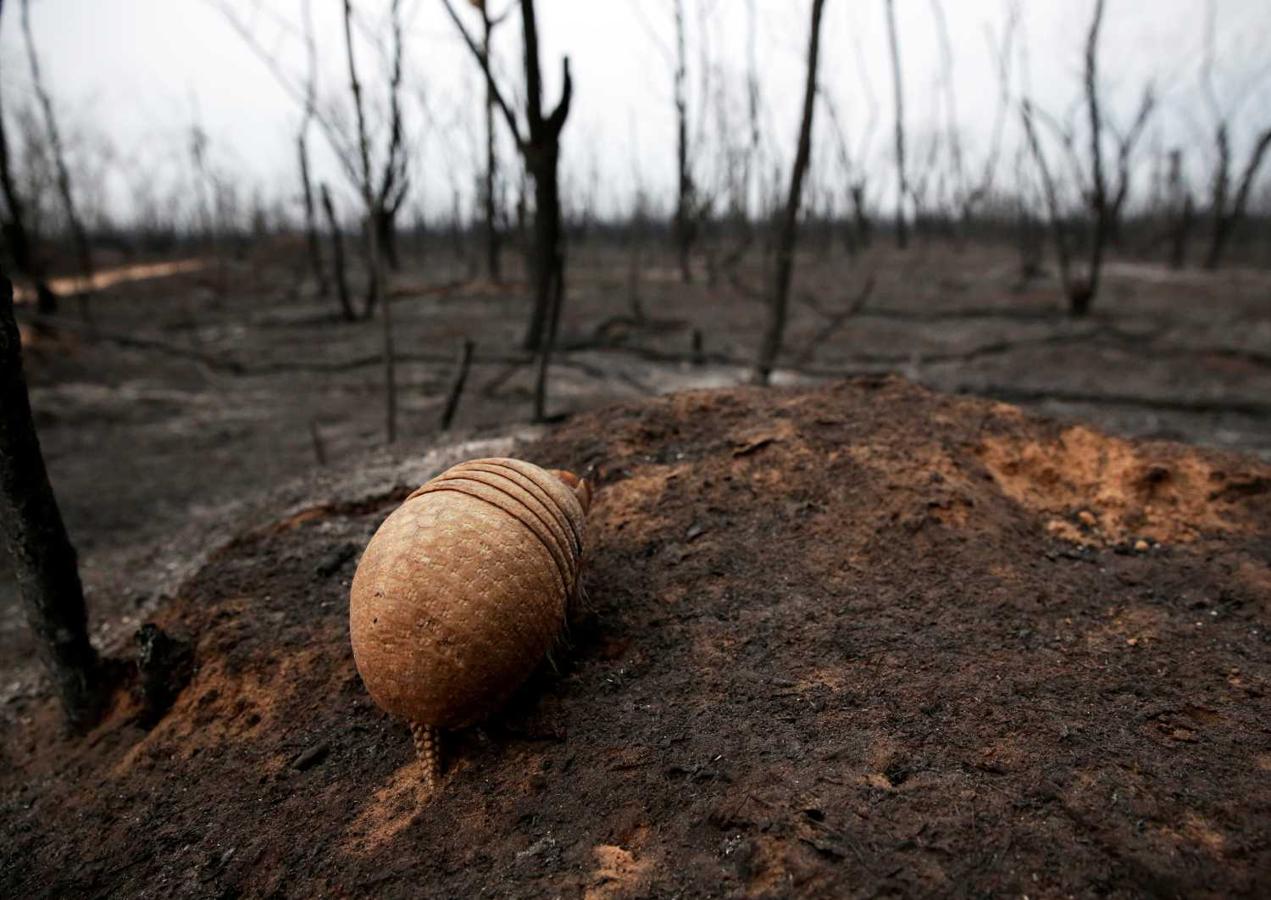 Un armadillo camina por los terrenos del Área de Conservación Ecológica de la Nación Guaraní Nembi Guasu en la región de Charagua, (Bolivia) 