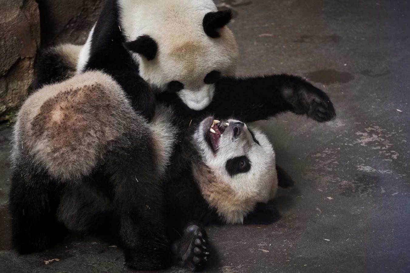 Un cachorro panda juega con su madre en el zoológico de Beauval en Saint-Aignan-sur-Cher, Francia