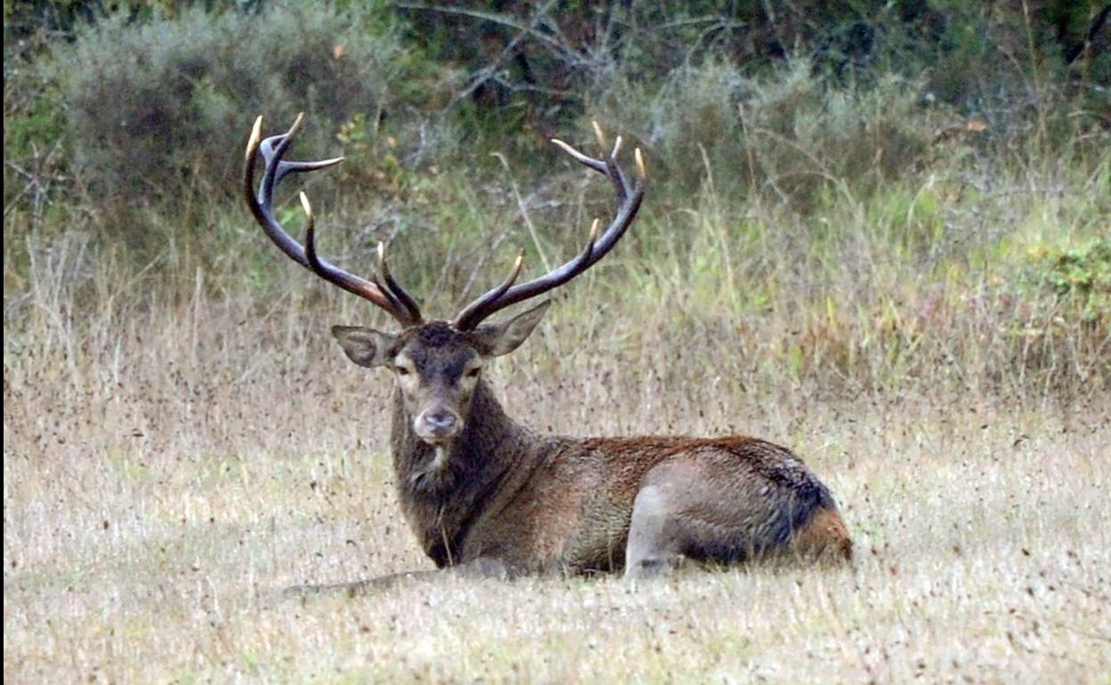 Un ciervo del Parque Natural de Gorbeia en época de berrea. 