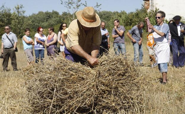 Siega como se hacía antiguamente, en las Jornadas de Etnografia viva de Pipaon. 