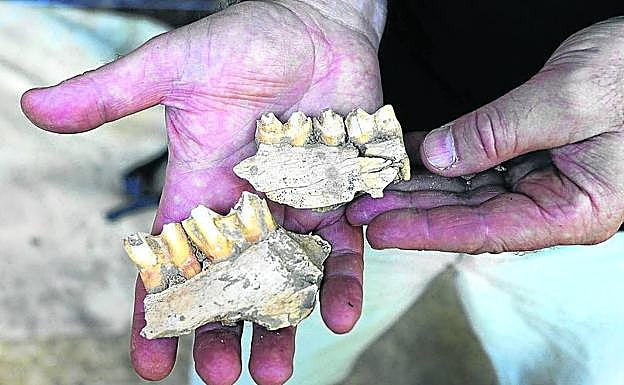 Las presas. Fragmentos de mandíbulas de bisonte y ciervo.