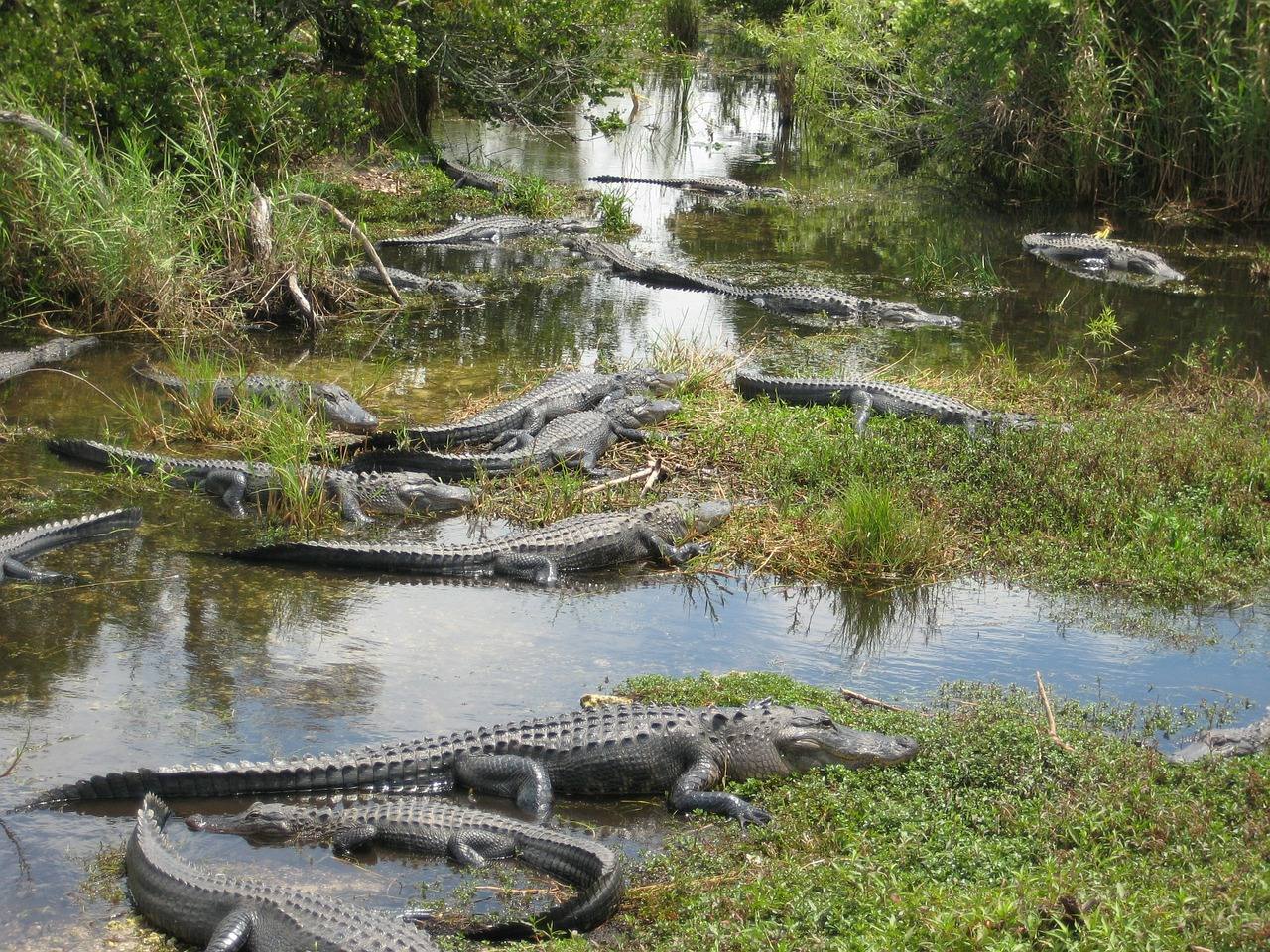 Los Everglades, en Estados Unidos | Fue la primera reserva protegida de EE.UU y a día de hoy, la más amenazada. El principal problema para su conservación es el desarrollo urbanístico. Según la UNESCO, la entrada de agua a los pantanos ha bajado un 60 por ciento y la polución provocó un exceso de crecimiento de las plantas y un declive de las especies marinas.