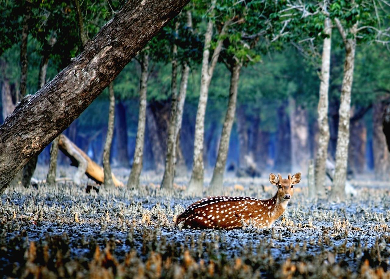 Sundarbans, en Bangladesh | El mayor bosque manglar del mundo, en peligro por el clima, la deforestación, contaminación y la dependencia de combustibles fósiles, que están derivando en un aumento considerable del nivel del mar de la zona. Este lugar es además la reserva más importante del tigre de Bengala.