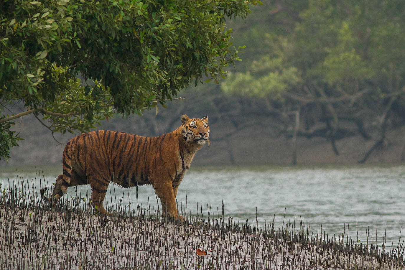 Sundarbans, en Bangladesh | El mayor bosque manglar del mundo, en peligro por el clima, la deforestación, contaminación y la dependencia de combustibles fósiles, que están derivando en un aumento considerable del nivel del mar de la zona. Este lugar es además la reserva más importante del tigre de Bengala.
