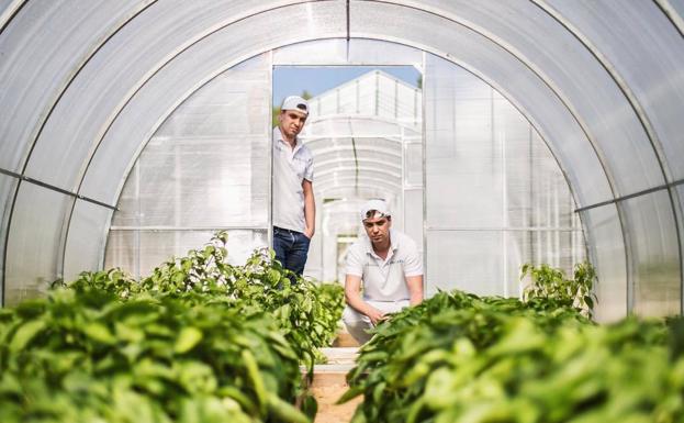 Aunque su restaurante está en el centro de Moscú, Ivan y Sergey Berezutskiy disponen de una granja en los alrededores con 50 hectáreas de terreno en el que además de cultivar frutas y verduras, crían cabras y vacas lecheras. Ese control de su despensa les ha convertido en un restaurante único en Rusia.