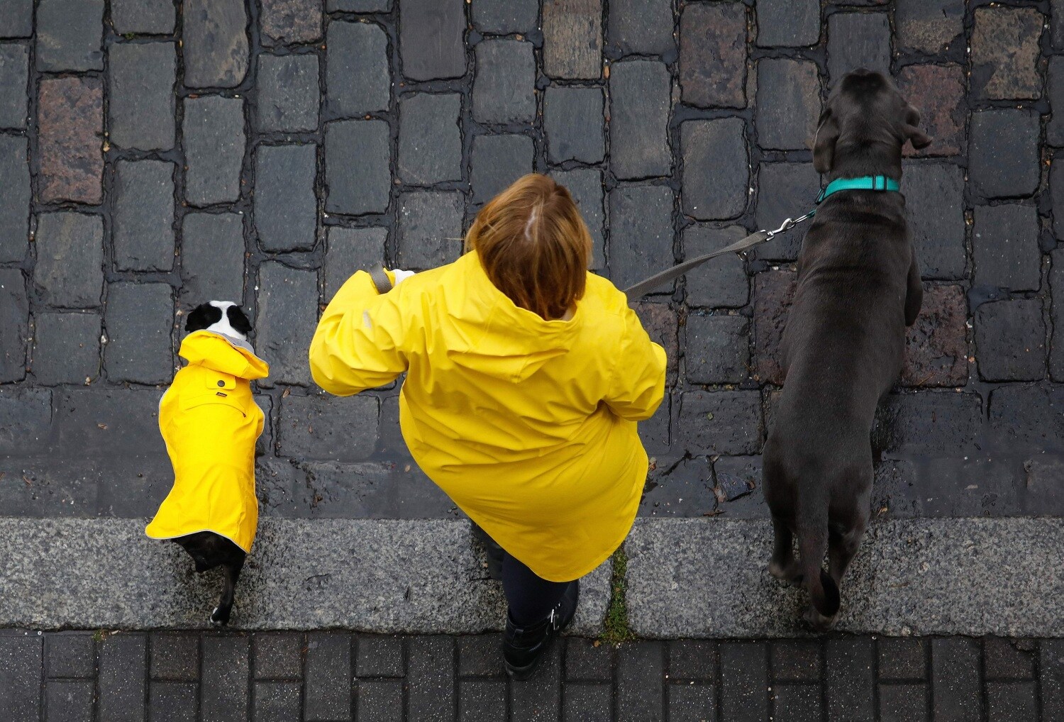 Una mujer pasea a sus perros bajo la lluvia a lo largo del canal Landwehr en Berlín