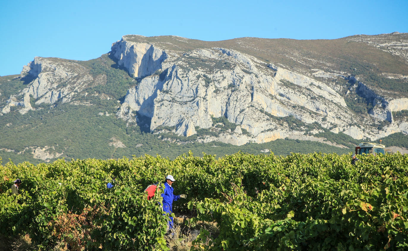 Fotos: Arranca la vendimia en Rioja Alavesa