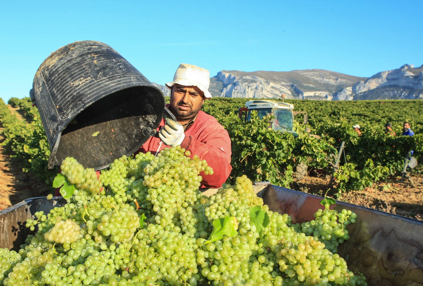 Fotos: Arranca la vendimia en Rioja Alavesa