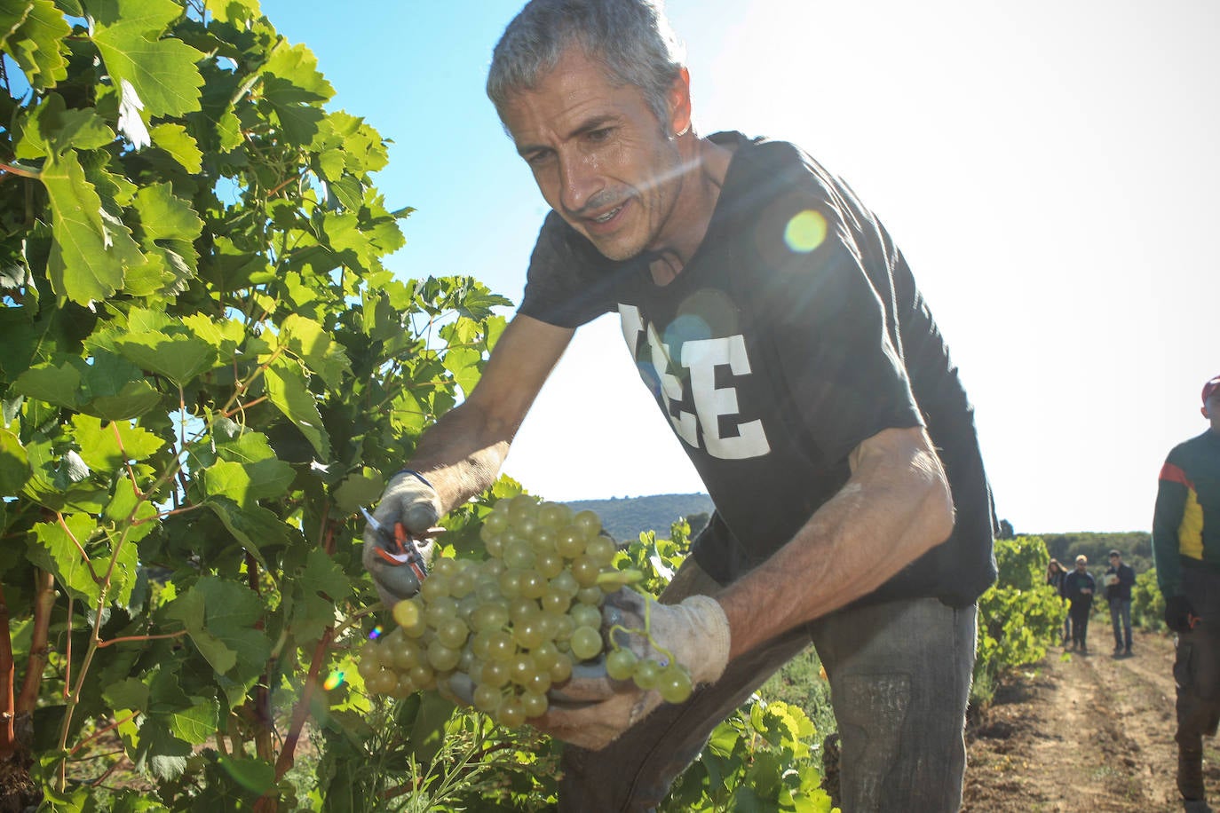 Fotos: Arranca la vendimia en Rioja Alavesa