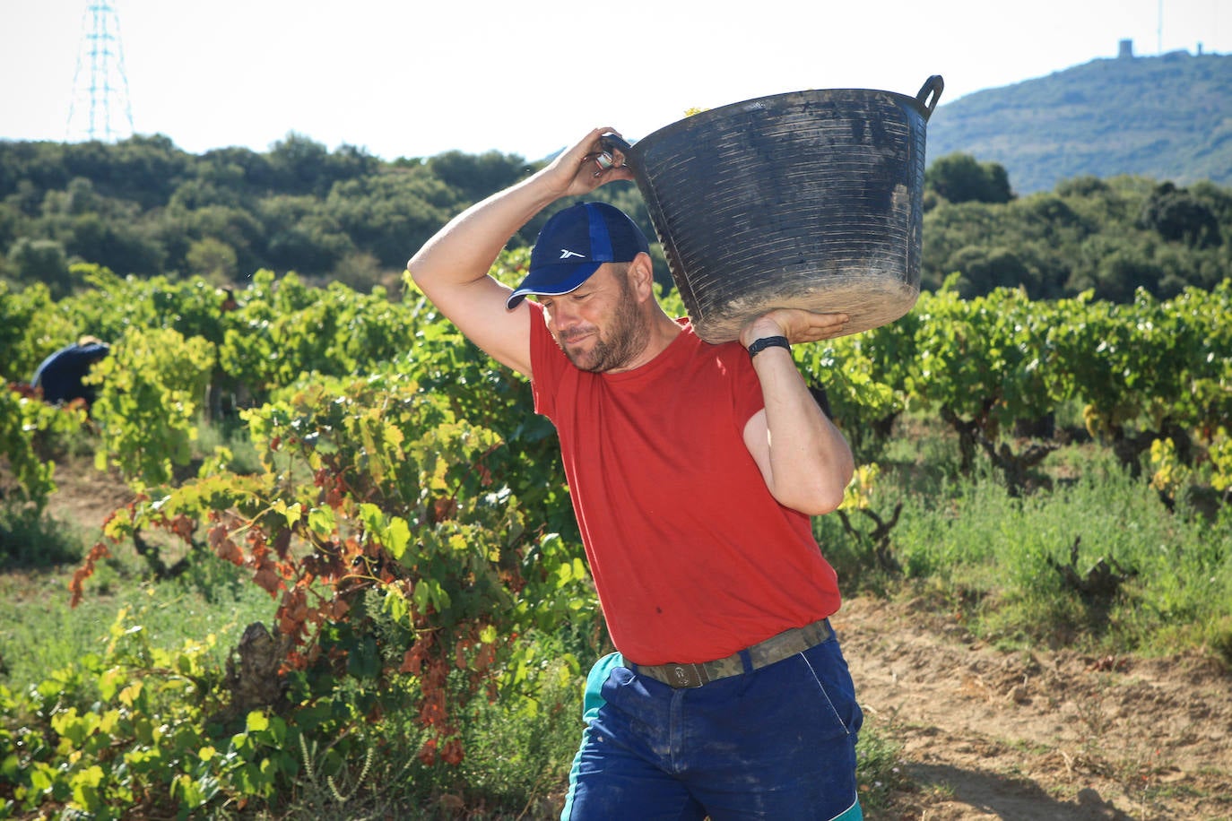 Fotos: Arranca la vendimia en Rioja Alavesa