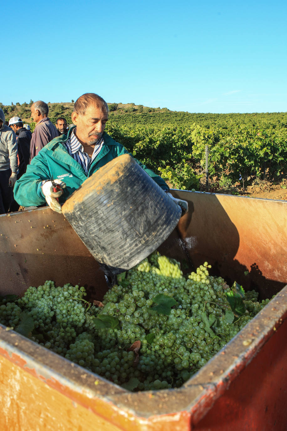 Fotos: Arranca la vendimia en Rioja Alavesa