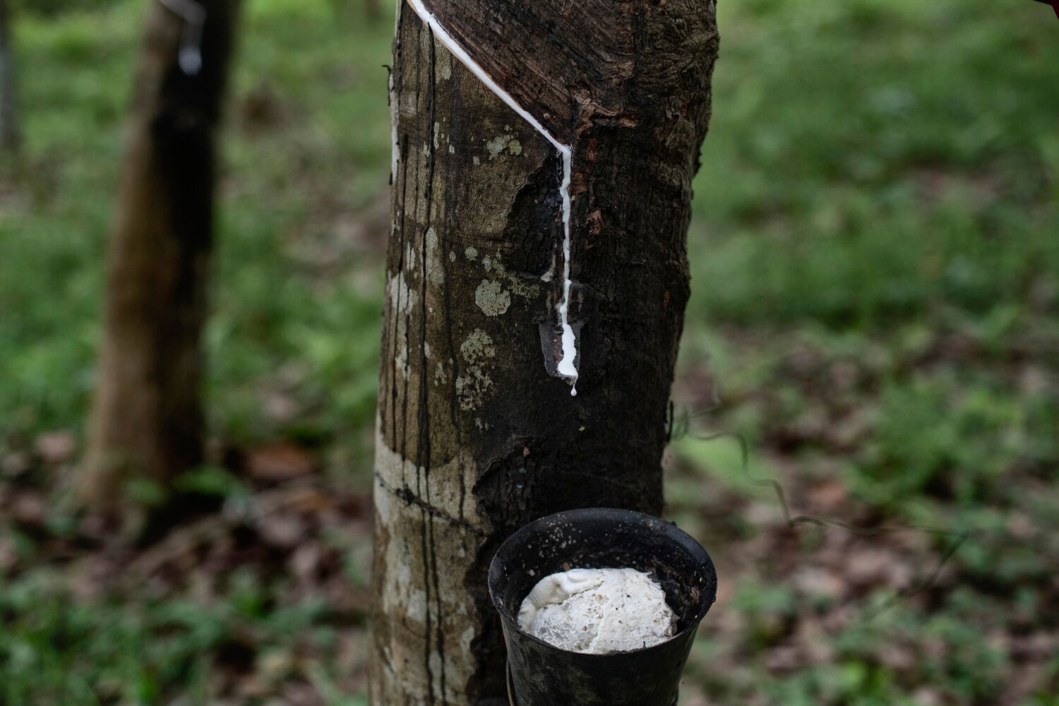 Látex cayendo en un recipiente en una plantación de caucho en Agona, región occidental de Ghana. - Para recolectar los fluidos, los agricultores hacen incisiones en la corteza y dejan que el látex se coagule antes de enviarlo a la fábrica de procesamiento. . Ghana, el segundo mayor productor de cacao del mundo, busca diversificar su economía. El cacao, la mayor exportación agrícola de Ghana, produce cultivos dos veces al año, pero los árboles de caucho siempre se pueden aprovechar. Durante décadas, las exportaciones agrícolas de Ghana se han basado en el cacao, que es una buena fuente de ingresos, aportando $ 1,77 mil millones en 2017 y suministrando casi una quinta parte del suministro mundial de granos de cacao. Pero el gobierno dice que aumentar sus exportaciones de otros cultivos creará más empleos en el campo. 