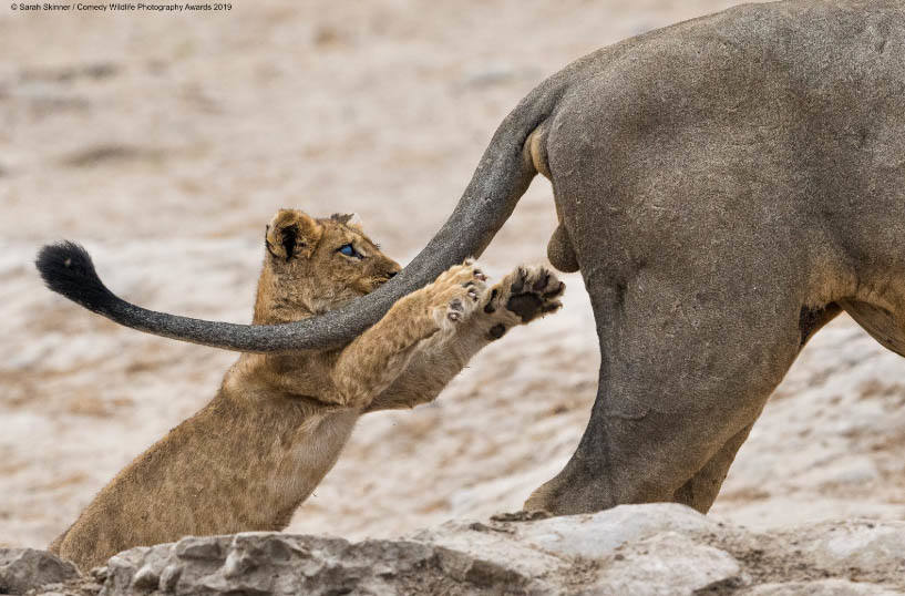 'Agarra la vida por el...', una divertida imagen de Sarah Skinner captada en Botswana.