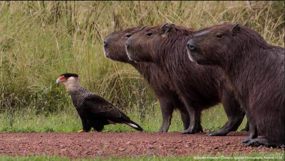 'Otra vez... Cecil olvidó el mapa', un momento captado por la cámara de Susan Knowler en Argentina.