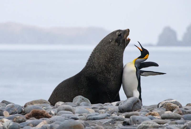 Tom Mangelsen firma este 'Choque de pecho entre un pingüino ey y un lobo marino' visto en las islas de Georgia del Sur.