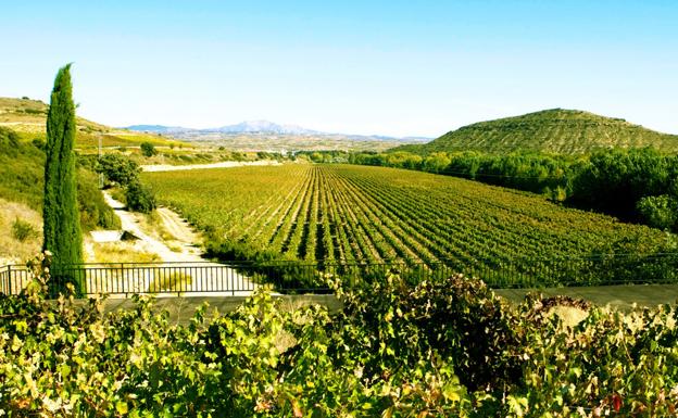 Vista de los viñedos que rodean la bodega alavesa.