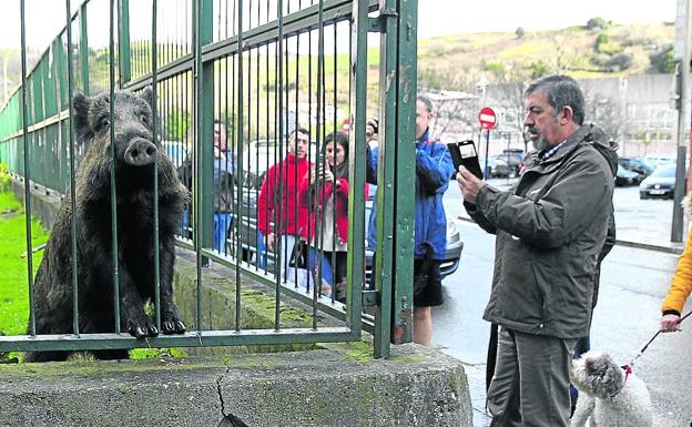 La Federación de Caza se opone a la batida de jabalíes en Basauri: «Llega tarde y mal»