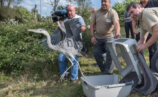 Entre las aves liberadas estaba una garza real. 