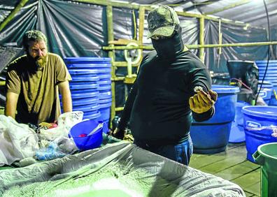 Imagen secundaria 1 - Arriba: Traficantes de droga ante unas piñas que esconden cocaína en su interior. A la izquierda: Laboratorio clandestino de cocaína, droga cuya entrada en Europa se hace por España. A la derecha: Sicariato. Este hombre enmascarado es un asesino a sueldo. Reconoce que trocea a sus víctimas. 