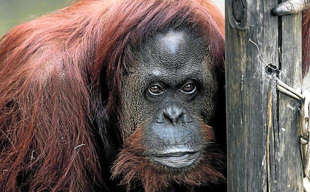 Sandra, considerada un ser 'sintiente', había empezado a dar muestras de depresión en el zoo.