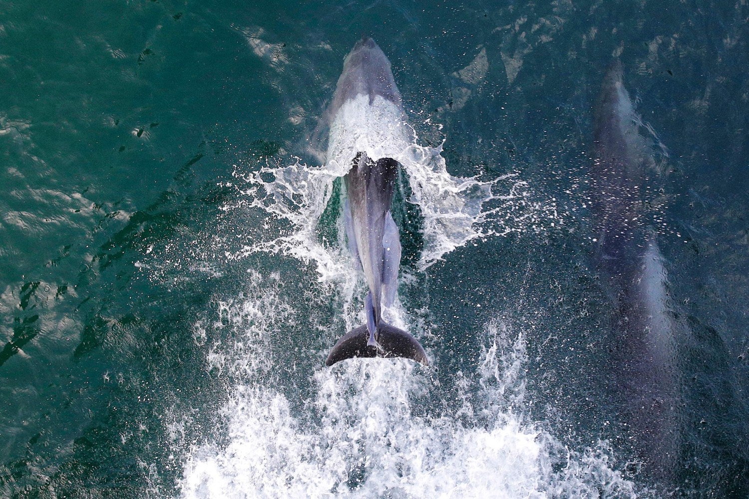 Un delfín con una remora en su espalda nadando con Esperanza, la organización ecologista del barco de Greenpeace navegando en el arrecife amazónico frente a la costa de la Guayana Francesa. - Una misión de Greenpeace-CNRS explora el arrecife amazónico de la costa de la Guayana Francesa, un reservorio de biodiversidad único, amenazado por la exploración petrolera de Brasil