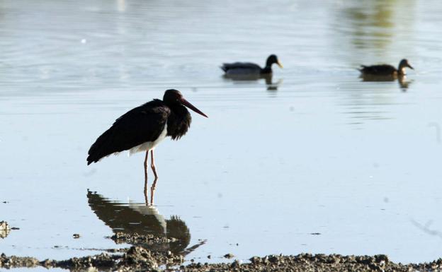 Ataria invita a reflexionar sobre la frágil vida de las aves