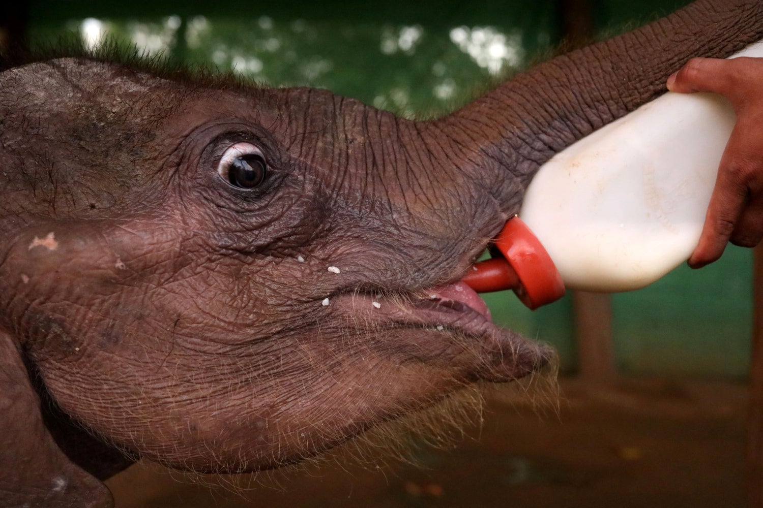 Personal del campamento alimenta a Ayeyar Sein, una cría de elefante de cuatro meses que perdió a sus padres a causa de los cazadores furtivos, después de su limpieza diaria de heridas en el Campamento de Elefantes de Wingabaw, Bago, Myanmar.