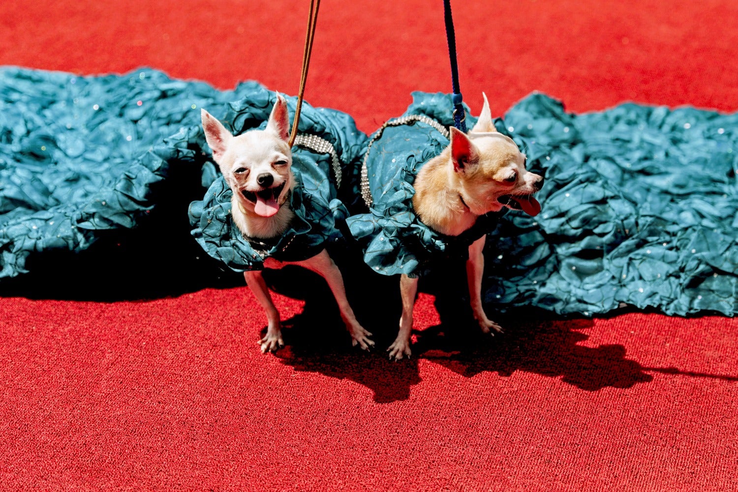 Dos cachorros de Chihuahua posan para las cámaras en un evento que celebra el Día Mundial de los Animales en la ciudad de Quezon, Metro Manila, Filipinas