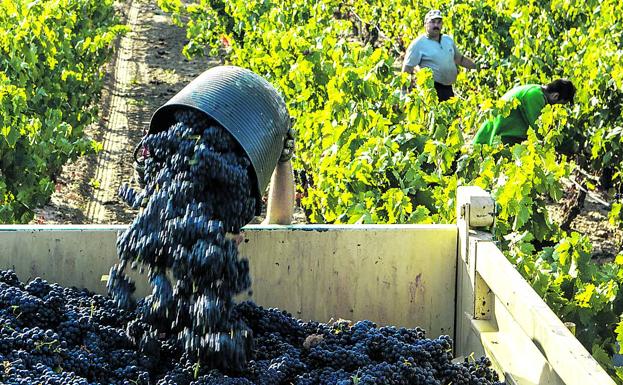 40 bodegas de ABRA plantearon por primera vez en 2016 crear la denominación 'Viñedos de Álava'.