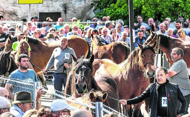 Los caballos de monte del País Vasco tomaron las calles de la capital de la Llanada alavesa junto a sus criadores.