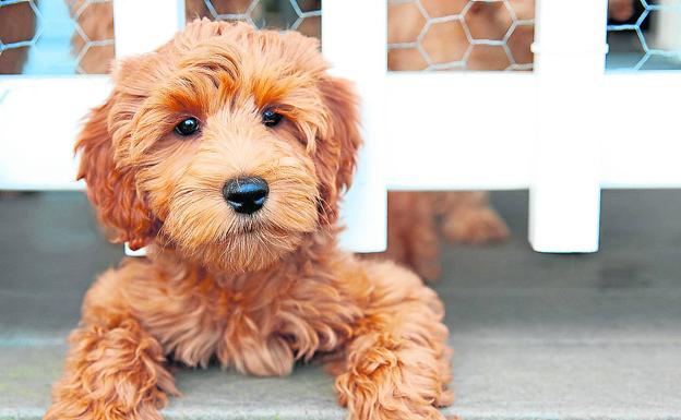 Labradoodle. Esta irresistible mascota nació al combinar los ADN de un labrador retraiver y un poodle, el caniche tradicional. Su creador fue el australiano Wally Conron, hace ahora treinta años. 