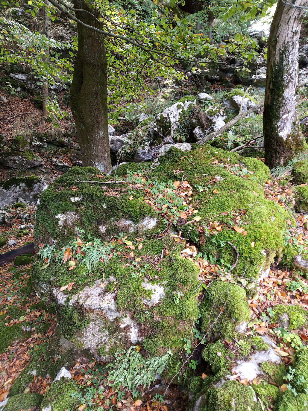 Fotos: Hayedo de Upo (cima: Upo)