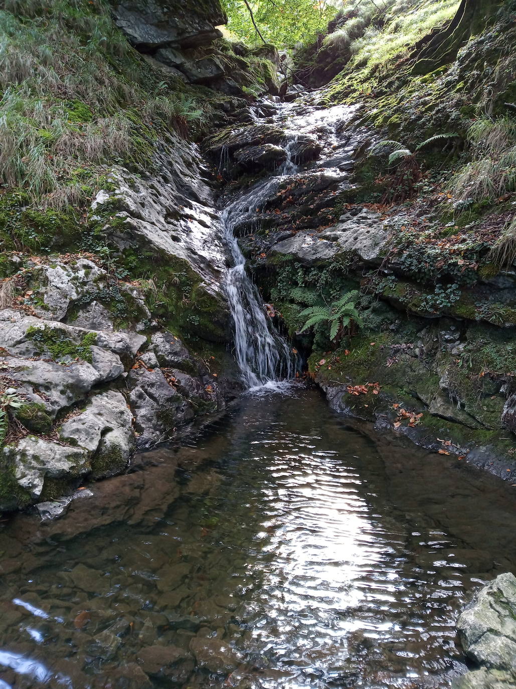 Fotos: Hayedo de Upo (cima: Upo)