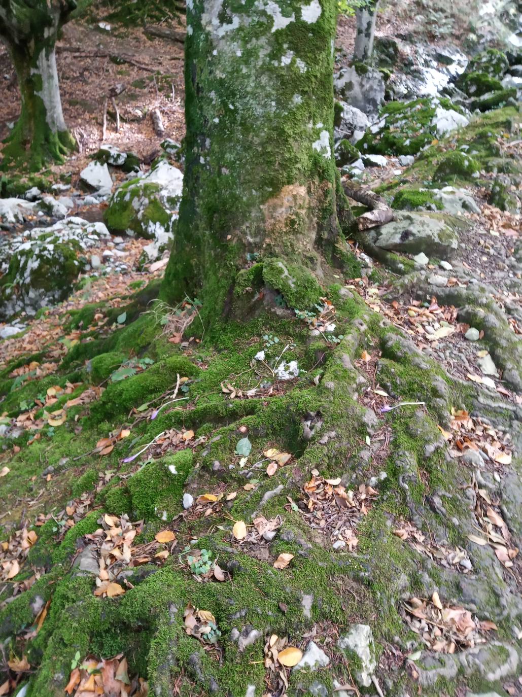 Fotos: Hayedo de Upo (cima: Upo)