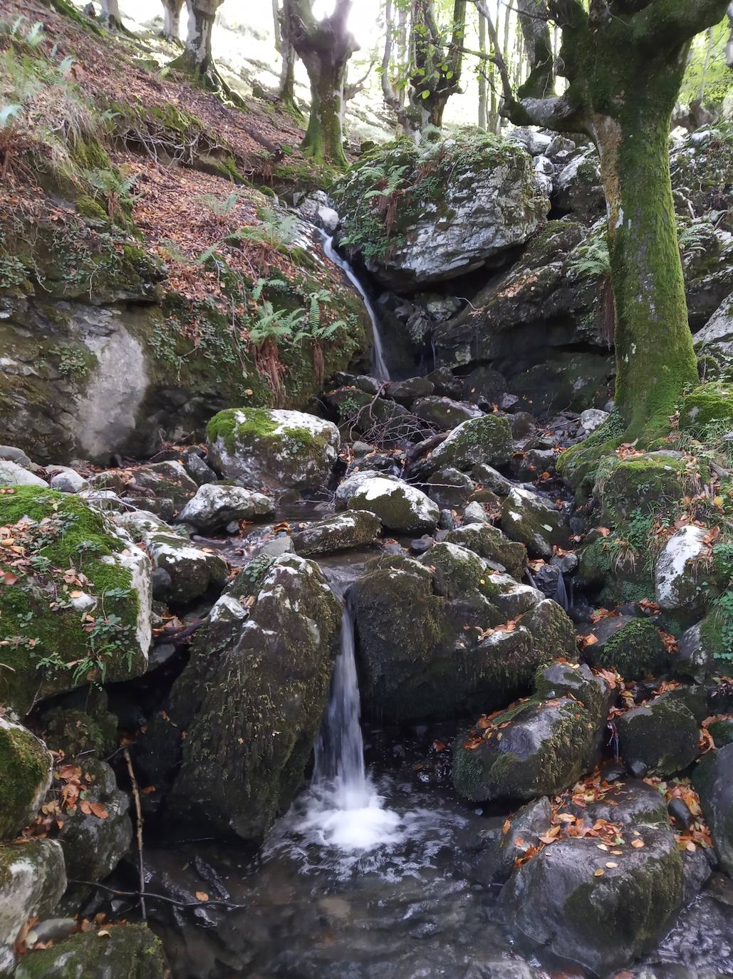 Fotos: Hayedo de Upo (cima: Upo)