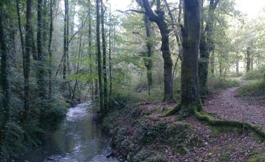Sendero junto a un bosque de ribera.