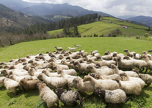 Un perro gobierna el rebaño en una zona de pastos.