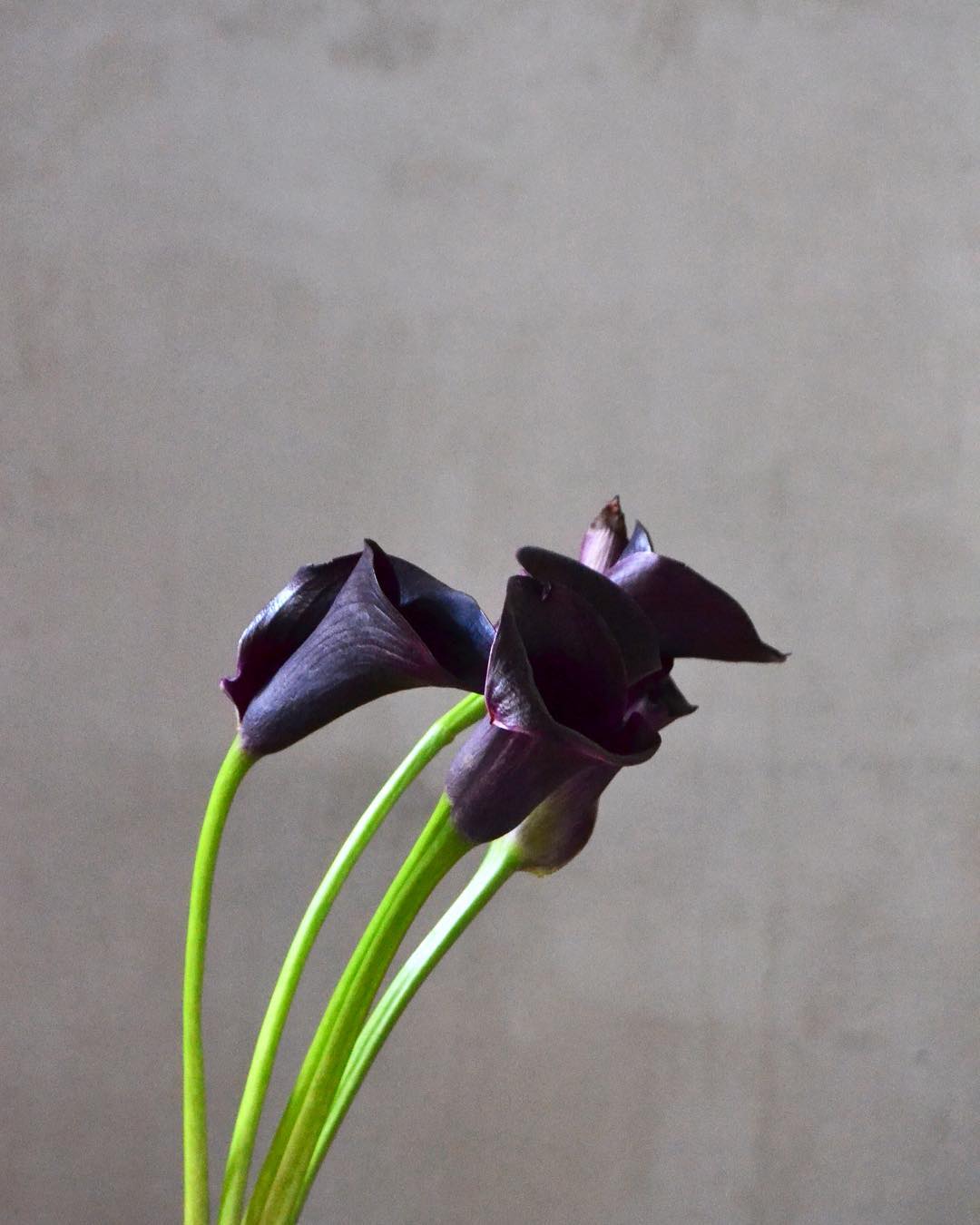 Fotos: Las mejores flores para decorar tu casa en otoño