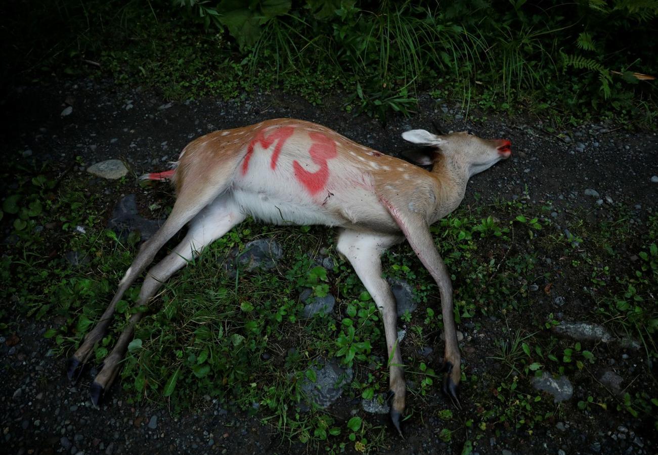 Un ciervo, abatido por un cazador de la etnia Ainu, marcado antes de ser recogido por los servicios municipales. Los Ainu se establecieron en Hokkaido, la isla más septentrional de Japón, en el siglo XIV, y mantienen una lengua distinta, una religión animista y tradiciones de un pueblo de cazadores. Kim Kyung-Hoon. 