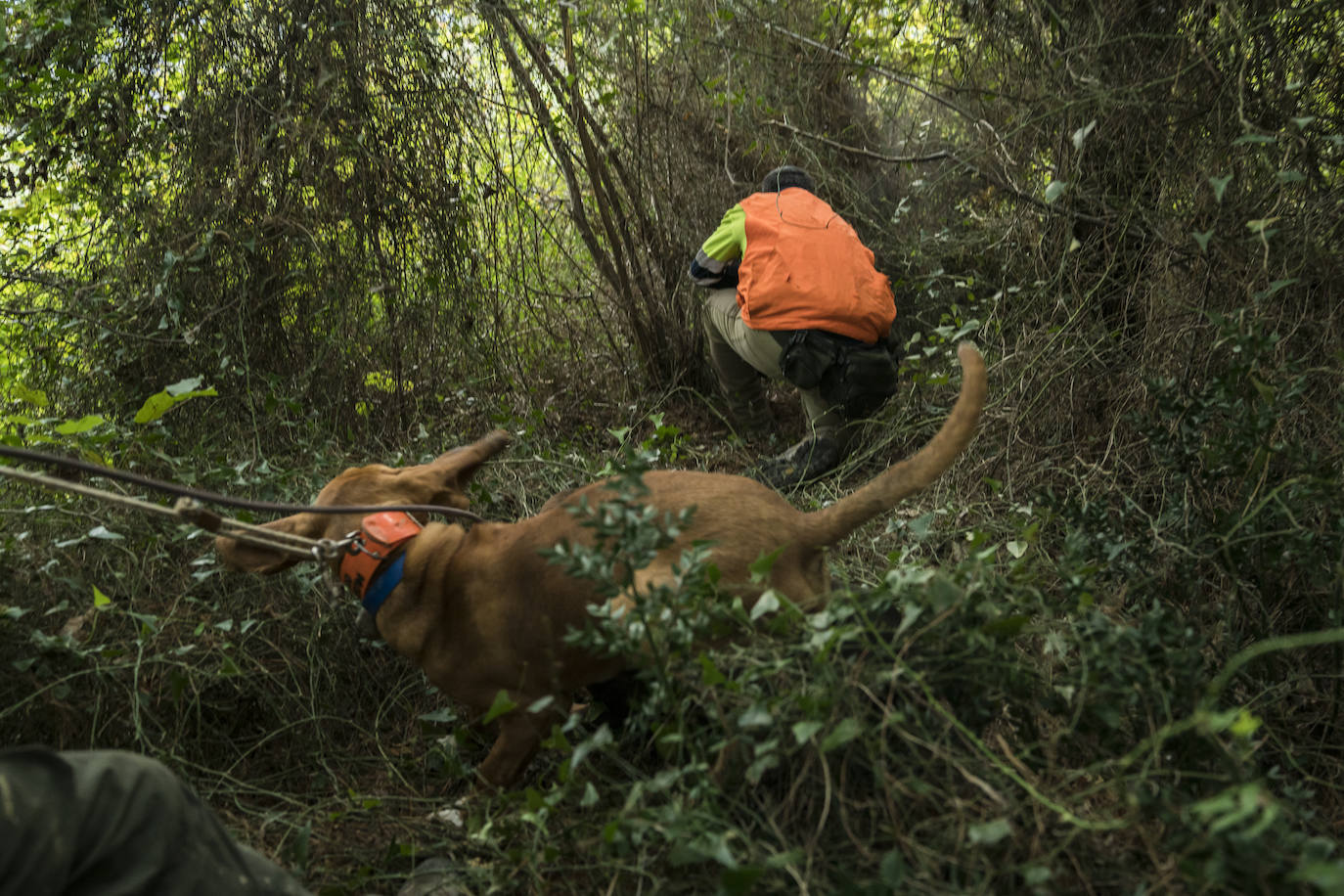 Batida de jabalís en la mancha de Larruskain-Kalamua organizada el pasado fin de semana. Una veintena de cazadores peinan con sus sabuesos los montes que rodean Berriz, Mallabia y Markina. El rastreo se prolonga durante horas por un terreno accidentado de argomas y helechos