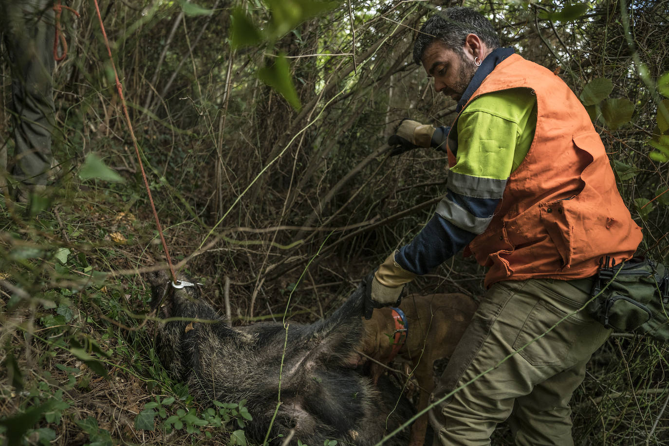 Batida de jabalís en la mancha de Larruskain-Kalamua organizada el pasado fin de semana. Una veintena de cazadores peinan con sus sabuesos los montes que rodean Berriz, Mallabia y Markina. El rastreo se prolonga durante horas por un terreno accidentado de argomas y helechos