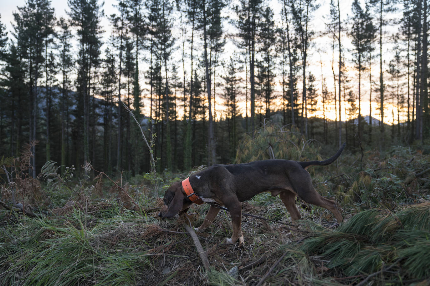 Batida de jabalís en la mancha de Larruskain-Kalamua organizada el pasado fin de semana. Una veintena de cazadores peinan con sus sabuesos los montes que rodean Berriz, Mallabia y Markina. El rastreo se prolonga durante horas por un terreno accidentado de argomas y helechos