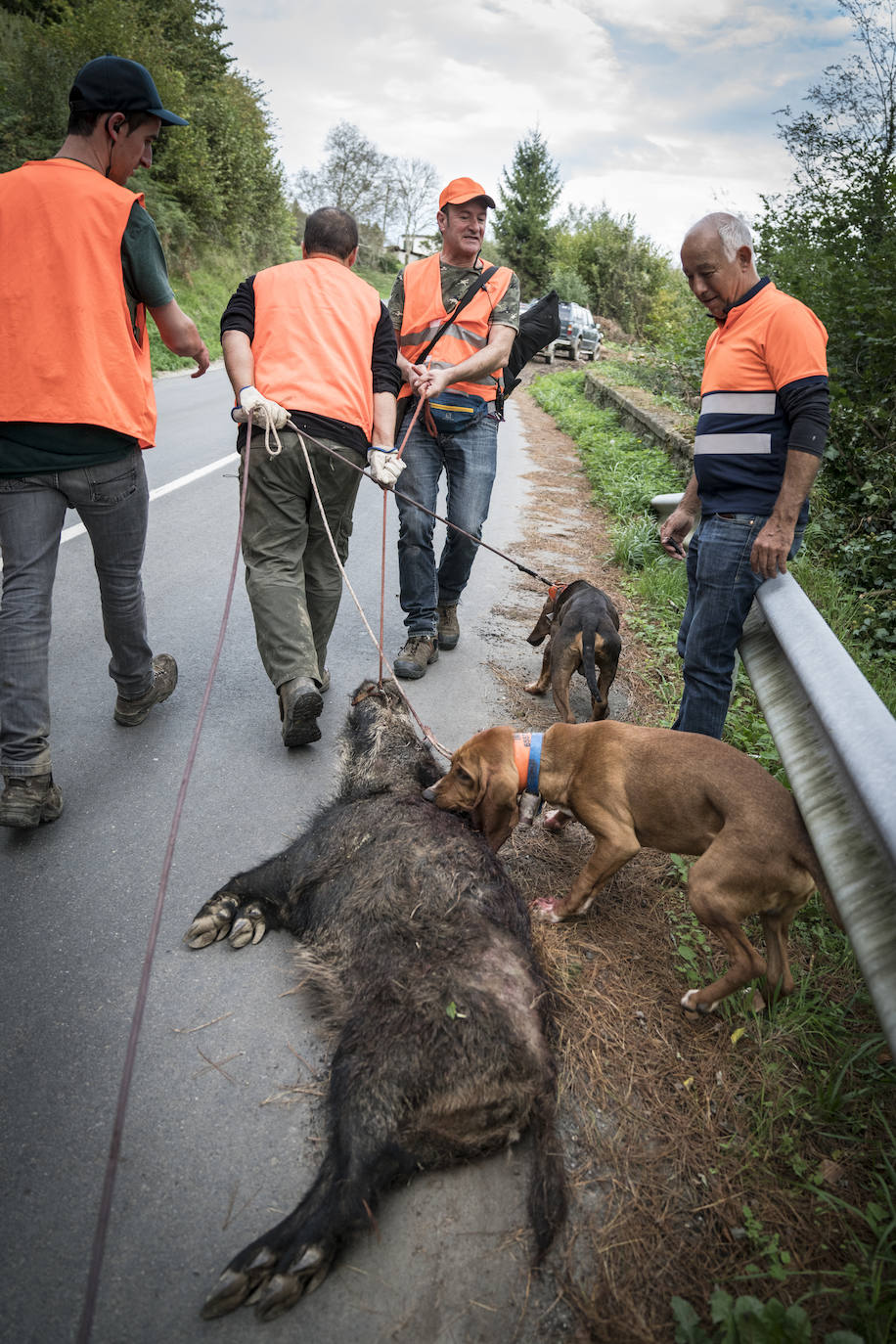 Batida de jabalís en la mancha de Larruskain-Kalamua organizada el pasado fin de semana. Una veintena de cazadores peinan con sus sabuesos los montes que rodean Berriz, Mallabia y Markina. El rastreo se prolonga durante horas por un terreno accidentado de argomas y helechos