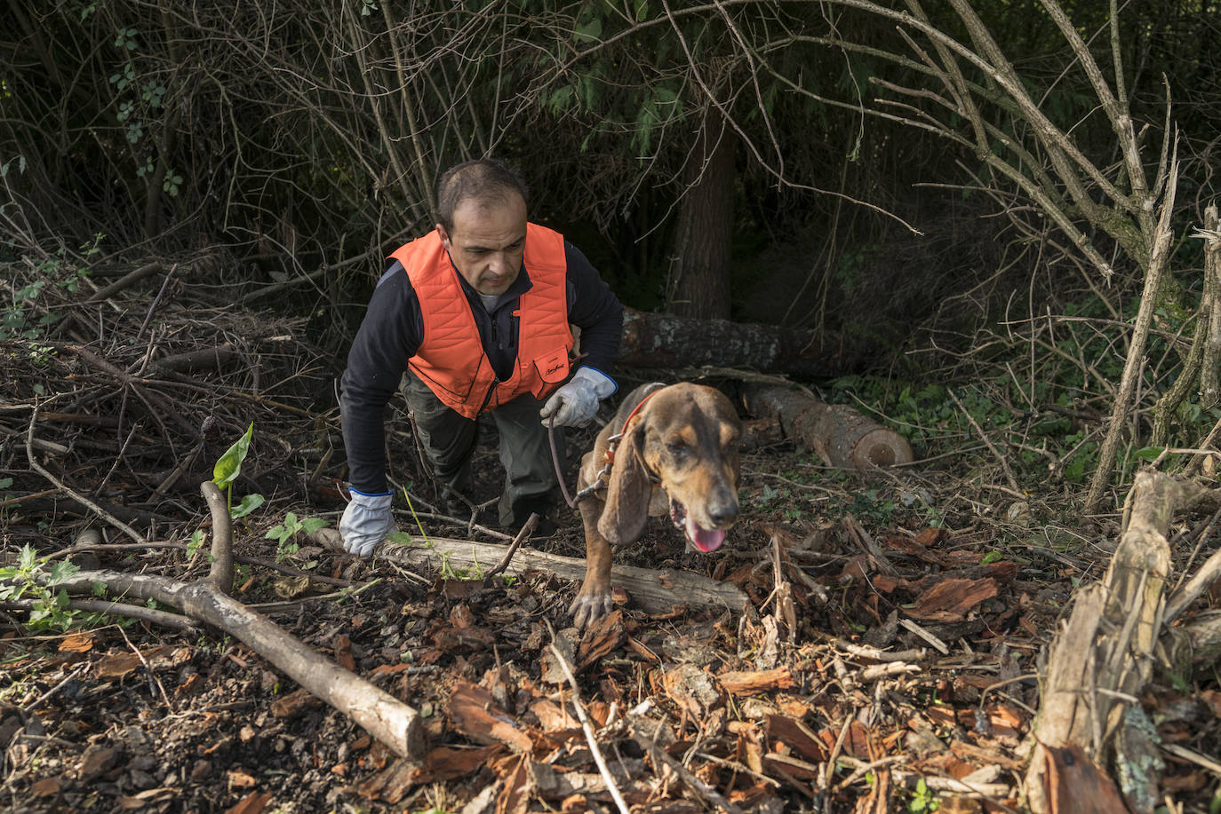 Batida de jabalís en la mancha de Larruskain-Kalamua organizada el pasado fin de semana. Una veintena de cazadores peinan con sus sabuesos los montes que rodean Berriz, Mallabia y Markina. El rastreo se prolonga durante horas por un terreno accidentado de argomas y helechos