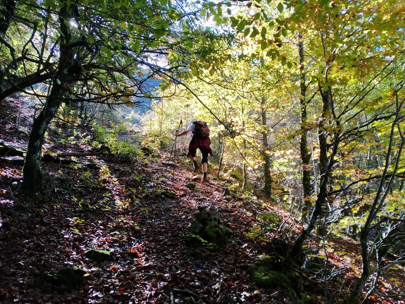 El bosque es de una gran belleza