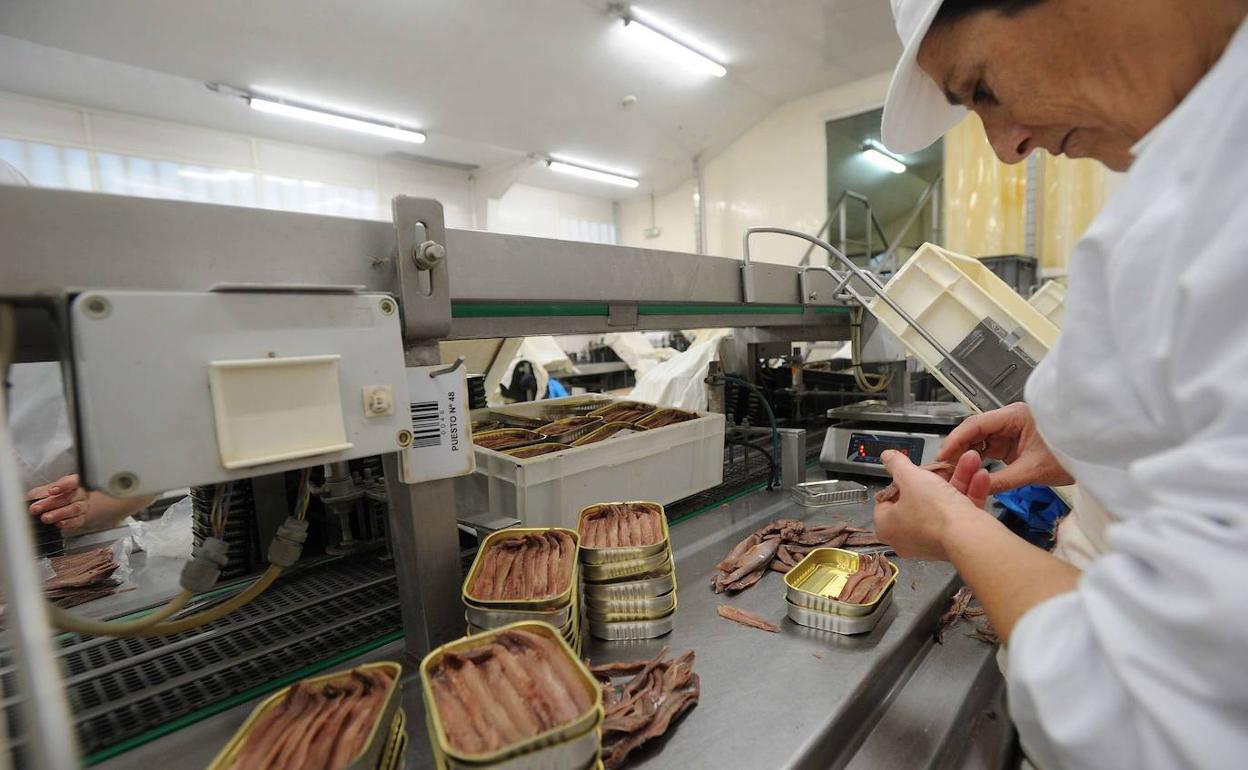 Trabajadora de una conservera en una de las fases de enlatado de la anchoa. 