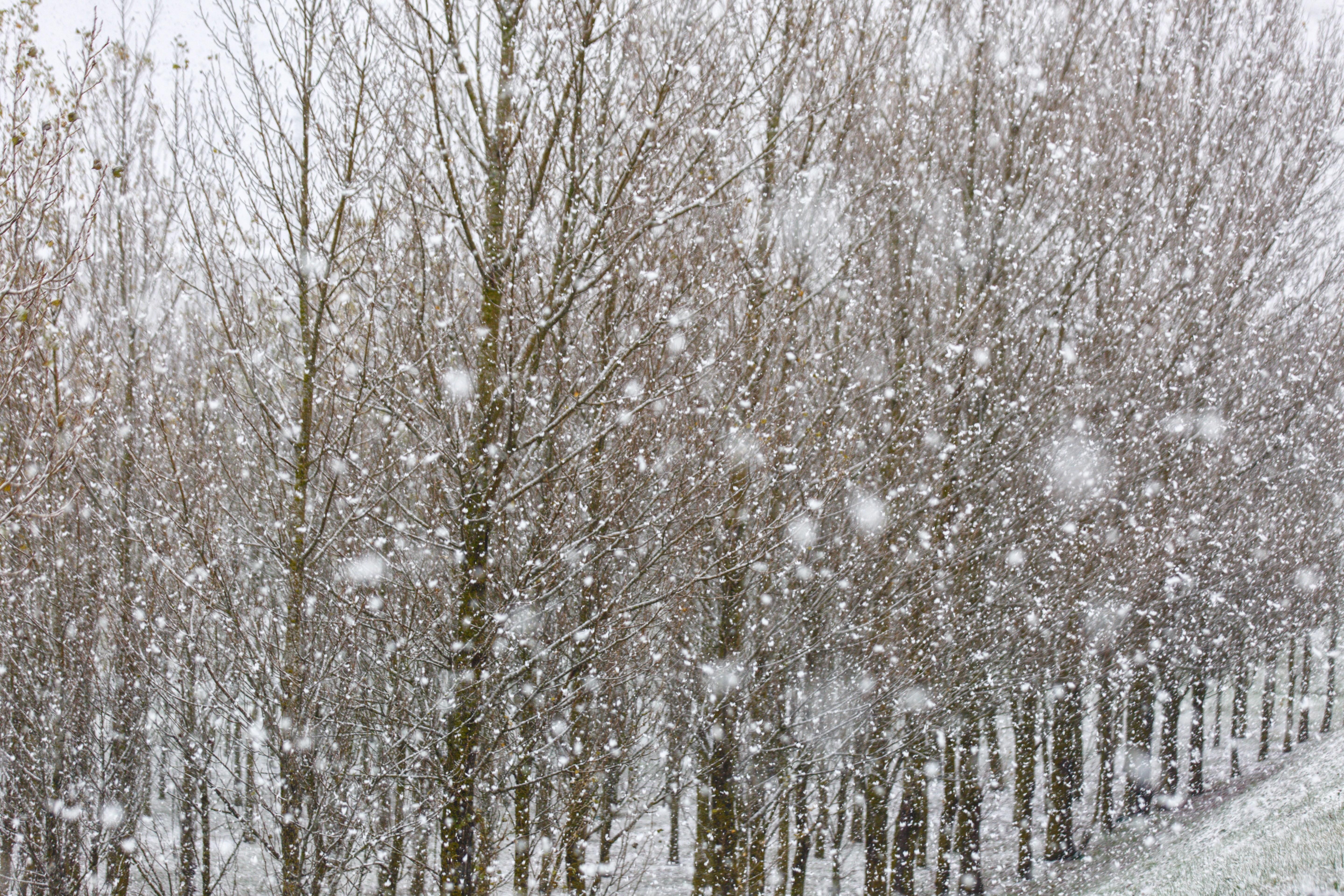 Fotos: La nieve cubre de el territorio