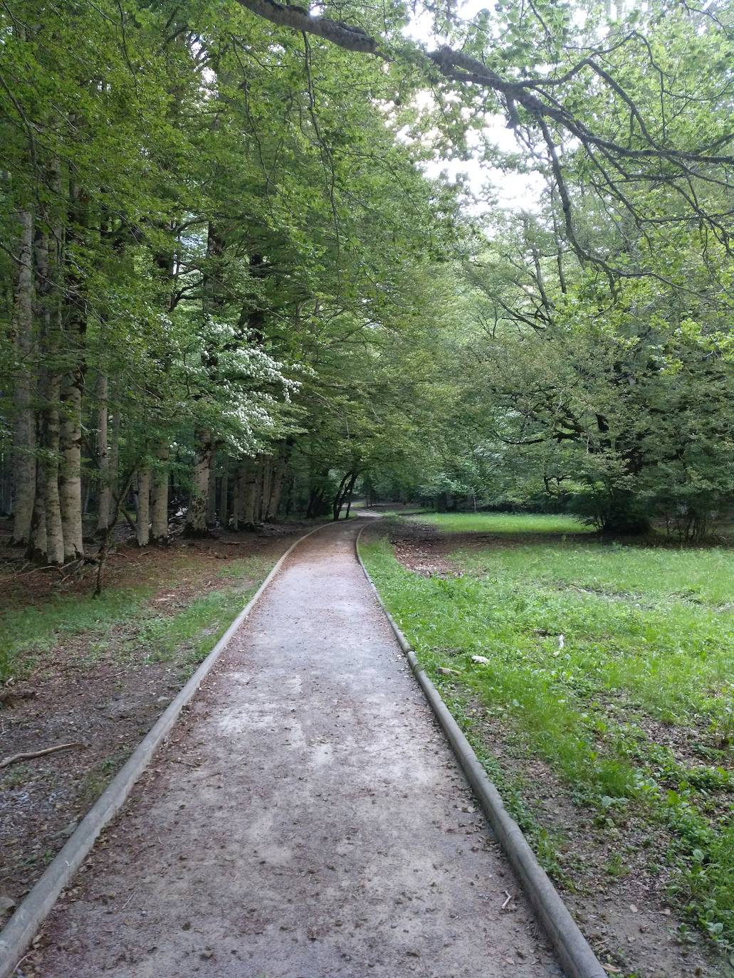 El camino inicial no presenta dificultades y se adentra en un hermoso bosque de hayas.